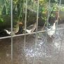 3 geese and a gander for sale Image 6
