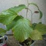 Witch Hazel /amazing aroma Image 5