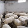 Hoggets Image 2