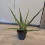 House plant Image 2