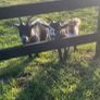 x2 Pygmy Goats Image 3