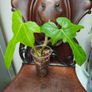 Philodendron Golden Dragon (Var. Revert to green) Image 4