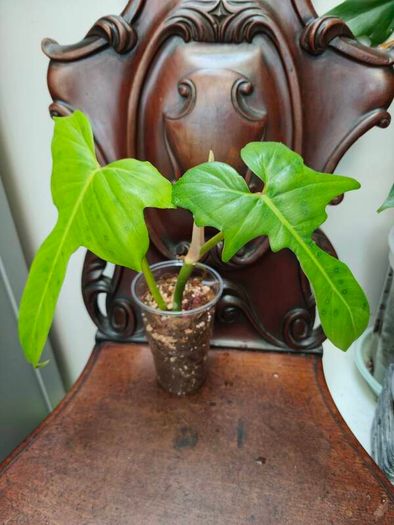 Philodendron Golden Dragon (Var. Revert to green)