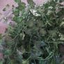 Vine leaves Image 2