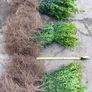 Box Hedging Image 7