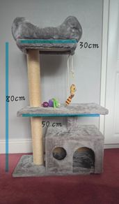kitten