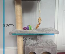 kitten