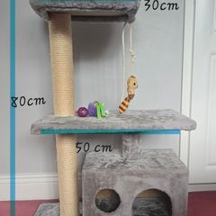 kitten