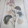 Vintage Custom Framed Botanical Illustration Print Of GERANIUM AFRICAN OR LADIES MANTLE LEAF. Image 7