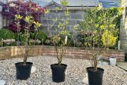 Magnolia Liliiflora in 9L pot and 120cm in height