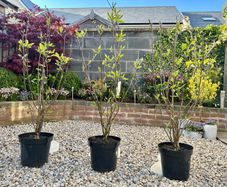 Magnolia Liliiflora in 9L pot and 120cm in height