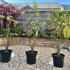Magnolia Liliiflora in 9L pot and 120cm in height