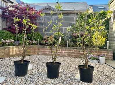 Magnolia Liliiflora in 9L pot and 120cm in height