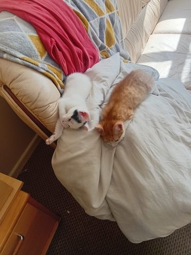 2 Kittens