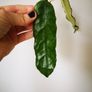 Hoya plant set Image 5