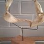 Shark Jaw on Stand Image 3