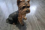 Yorkshire Terrier statue Dogs Studio 2001