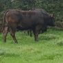 Top class heifers calving Jan Image 2