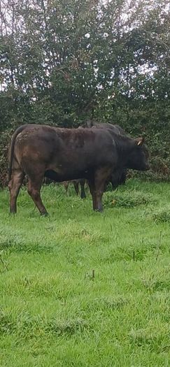 Top class heifers calving Jan