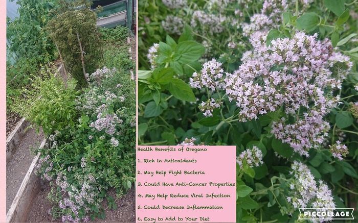 Oregano Plant
