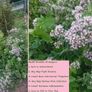 Oregano Plant Image 2