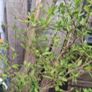 White dwarf magnolia Image 2