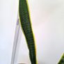 Snake plant Image 2
