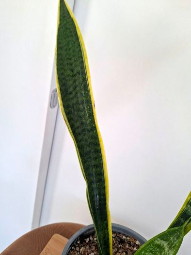 Snake plant