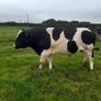 Clogheraily Pedigree British Friesian Bulls Image 6