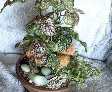 Plants Composition