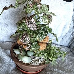 Plants Composition