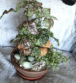 Plants Composition