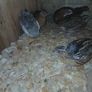 male quail Image 5