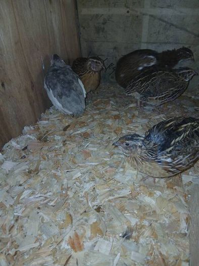 male quail