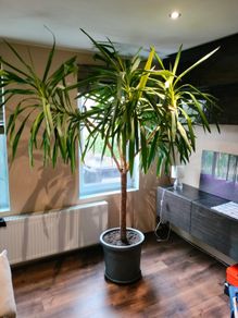 Yucca tree