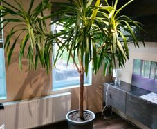 Yucca tree