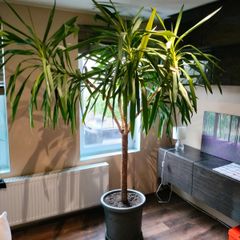 Yucca tree