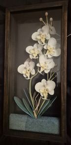 Framed Orchids