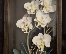 Framed Orchids