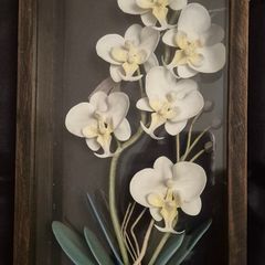 Framed Orchids
