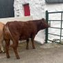 2 breeding  heifers Image 8