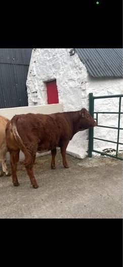 2 breeding  heifers