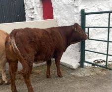 Roan heifer