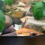 Albino Bristlenose Pleco Image 2