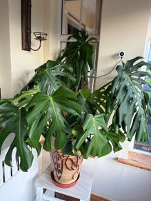 Large Healthy Monstera Deliciosa (Swiss Cheese Plant) in Ceramic Pot