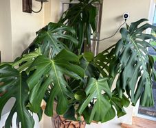 Large Healthy Monstera Deliciosa (Swiss Cheese Plant) in Ceramic Pot