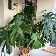 Large Healthy Monstera Deliciosa (Swiss Cheese Plant) in Ceramic Pot