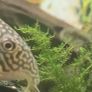 Fish Tank Neocaridina Shrimps Image 9