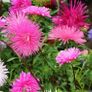 (A) Aster Needle Mixed seeds 0.5g (414215) Image 2