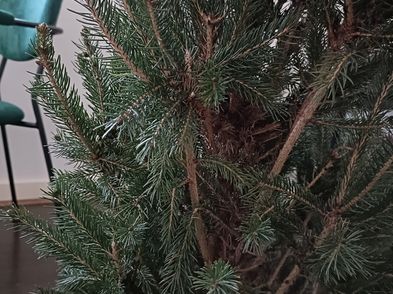 Free Potted Fir Tree For Sale in Dublin 8, Dublin from DSW